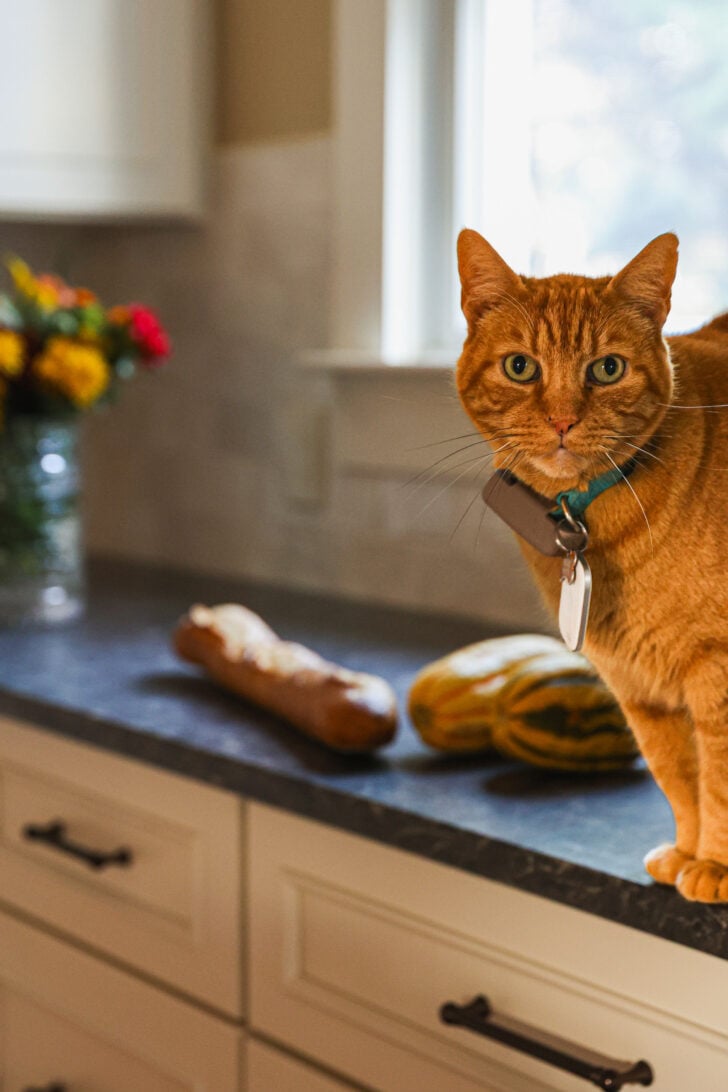 Tiger the orange tabby cat standing on a kitchen counter, wearing a collar, with bread, squash, and soft natural light behind him