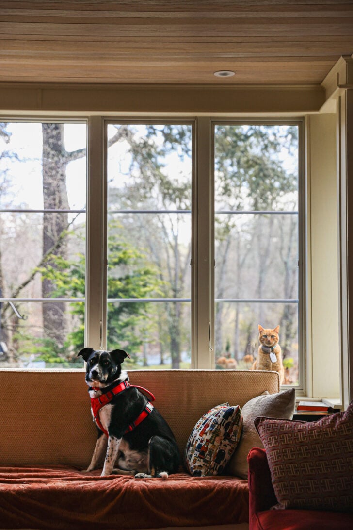 Rocky the dog sitting on a couch while Tiger the cat watches from the window in a sunlit home living room with trees outside